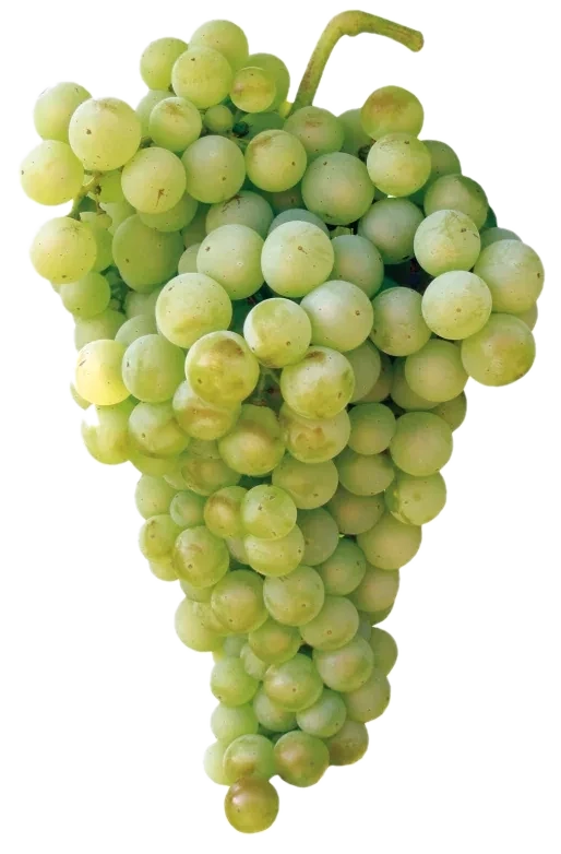 Airén — variedad de uva