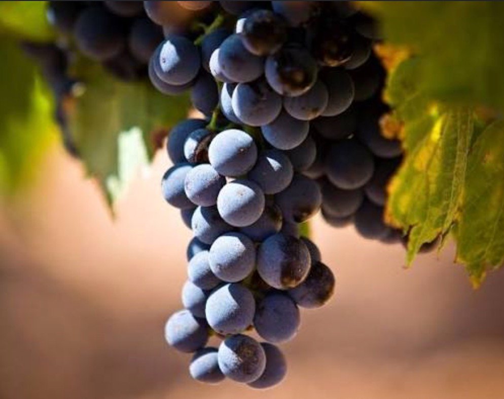 Alicante Bouschet