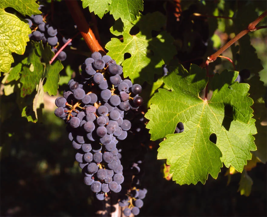 Merlot