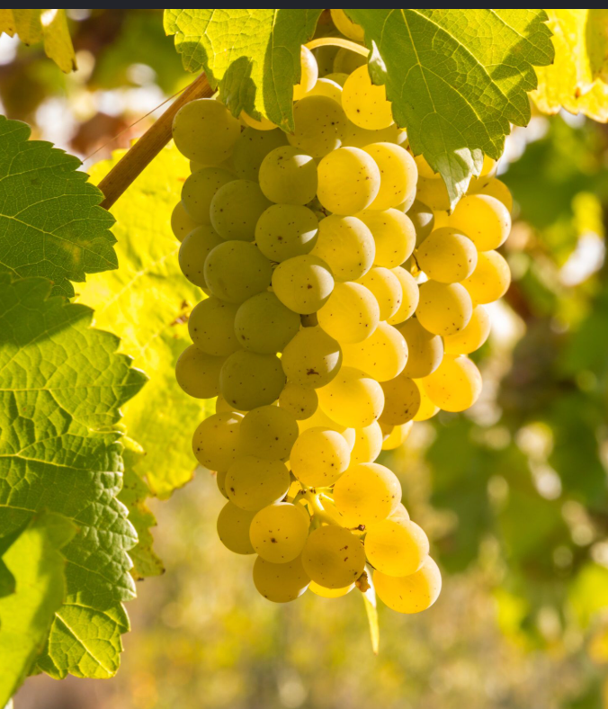 Chardonnay