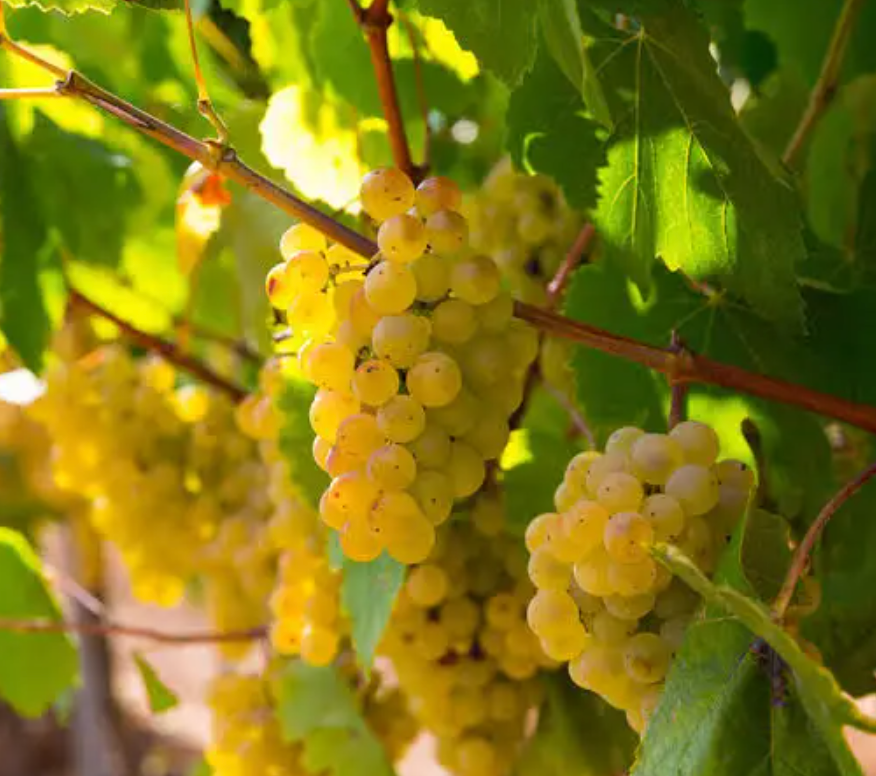 Garnatxa blanca