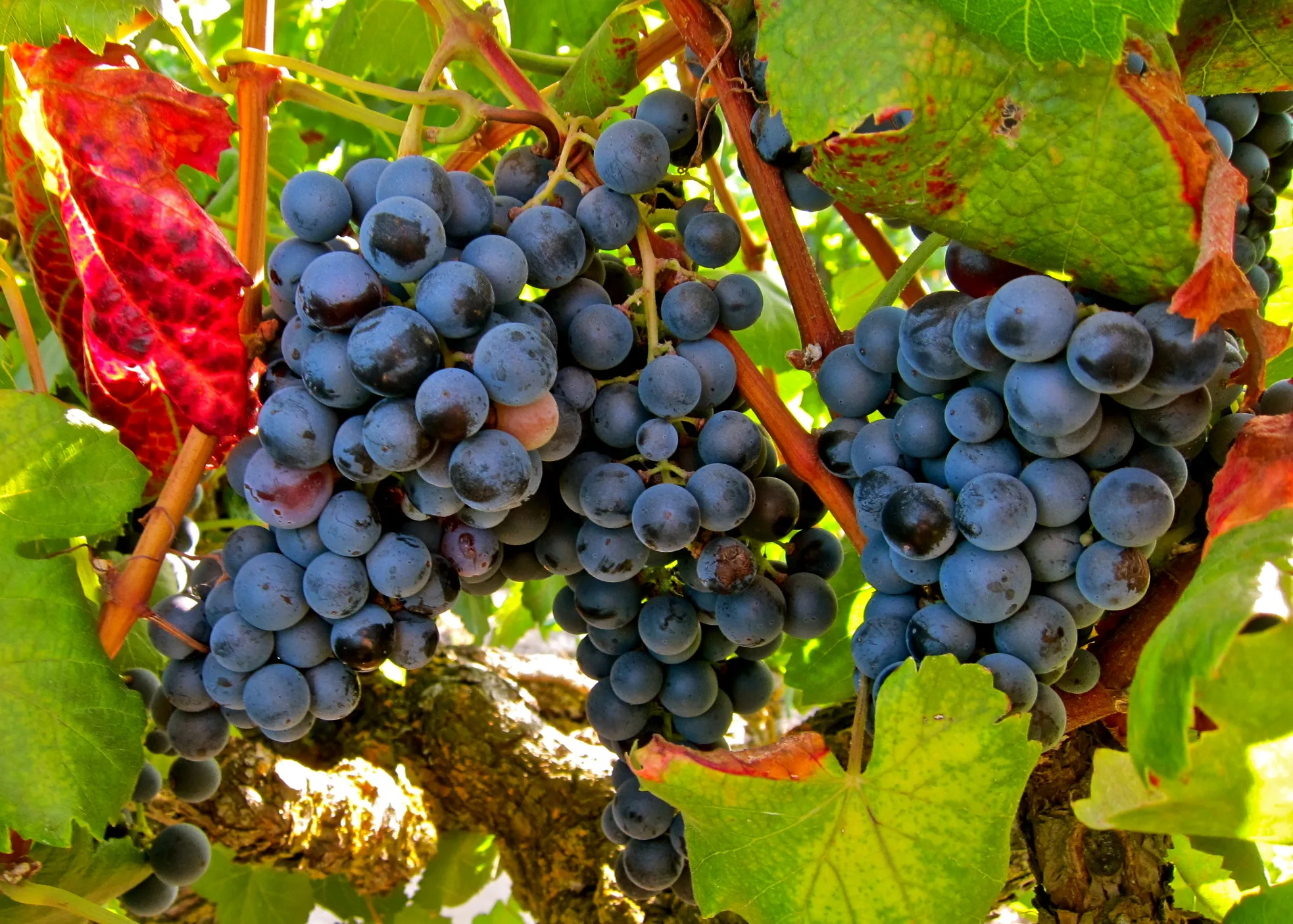 Alicante Bouschet