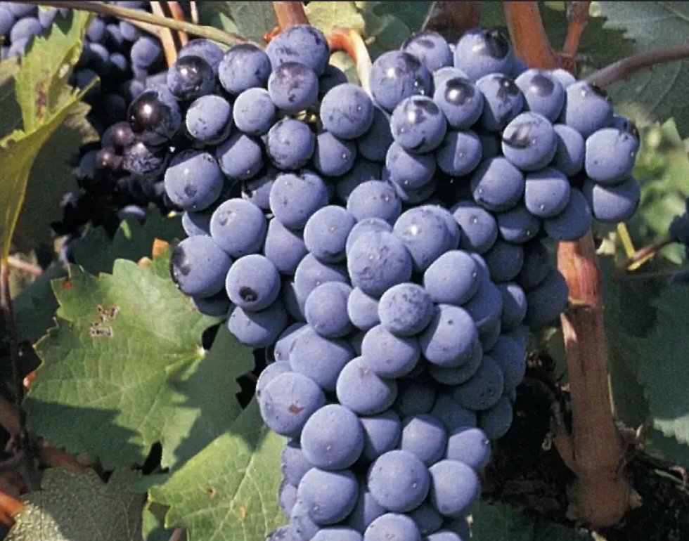 Garró