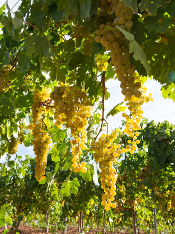 Malvasia de Sitges