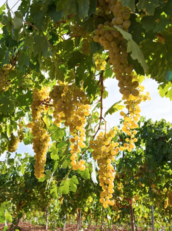 Malvasia de Sitges