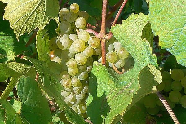 Malvasia de Sitges