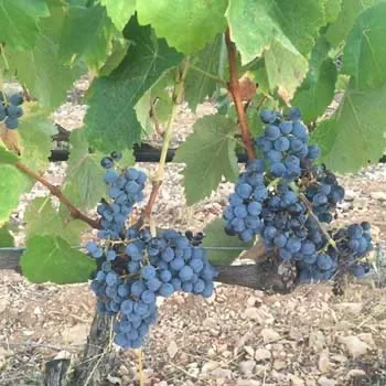 Viognier
