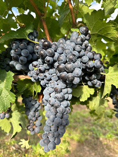 Merlot