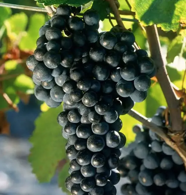 Merlot