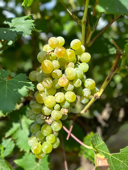 Moscatell d'Alexandria