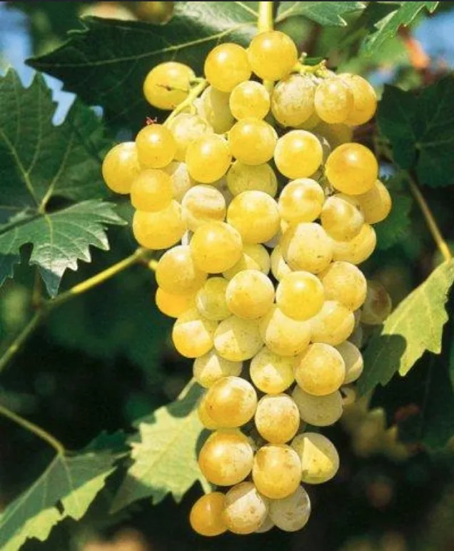 Moscatell d'Alexandria