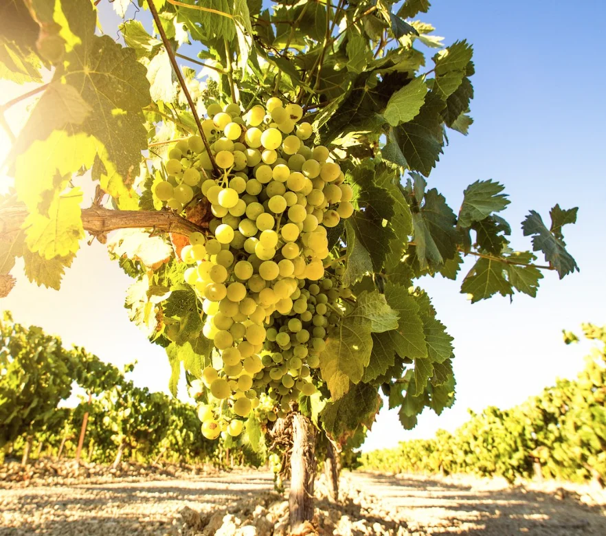 Palomino Fino — raïms al Pago Miraflores, Marco de Jerez