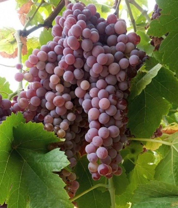 Rojal