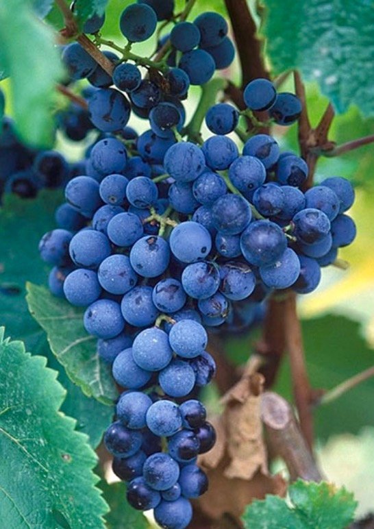 Tempranillo