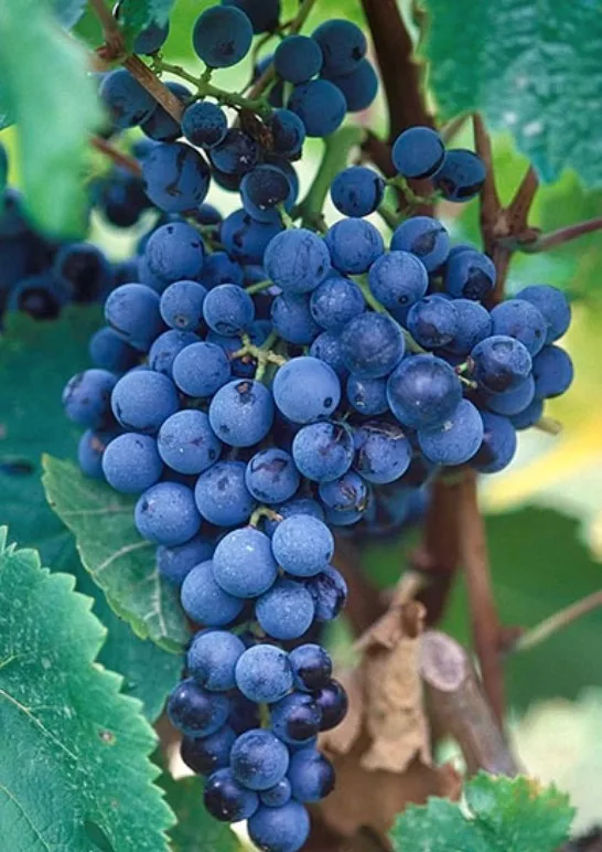 Tempranillo