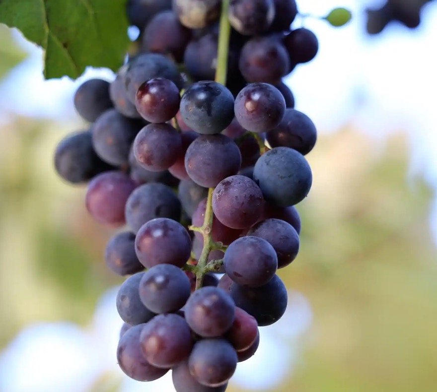 Valencí Negre