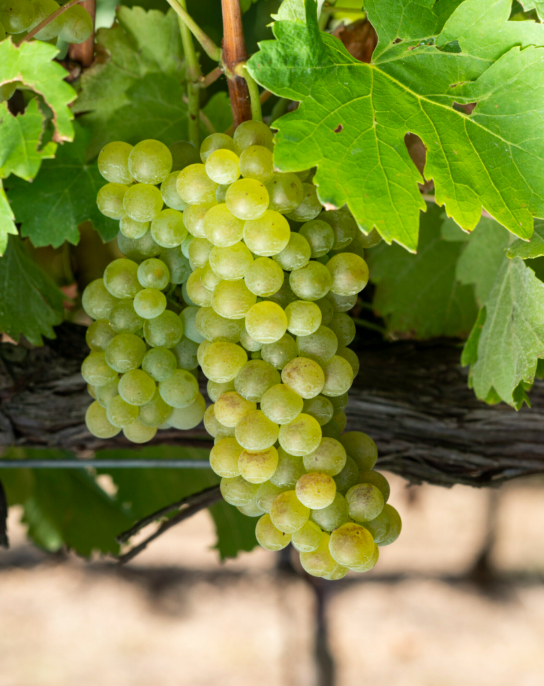 Viognier