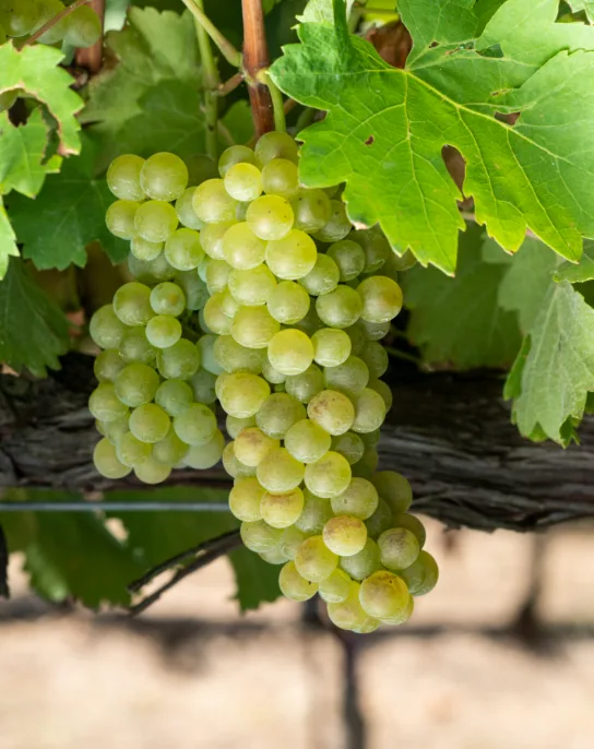 Viognier